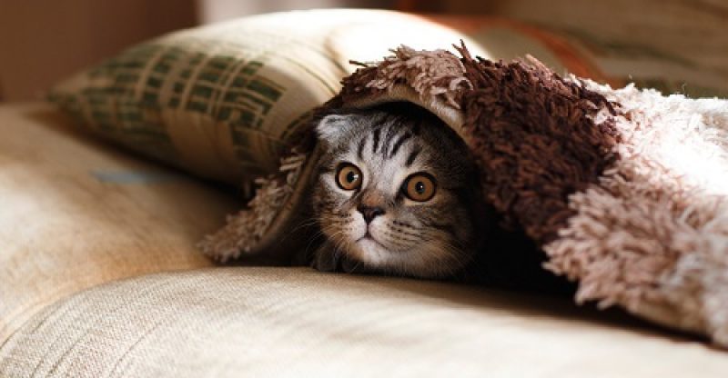 Kedi Bakım Ürünleri – Kedim İçin Gerekli Olan Temel Malzemeler