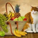 Kediler Hangi Meyveleri Yer? Hangilerini Yiyemez?