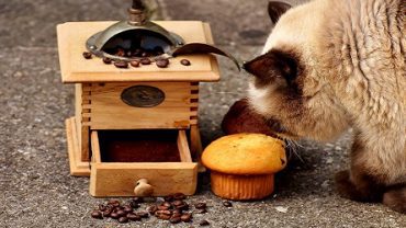 Kediler Tatlı Yer mi? Kedilere Verilmemesi Gereken Yiyecekler – Sık Sorulanlar