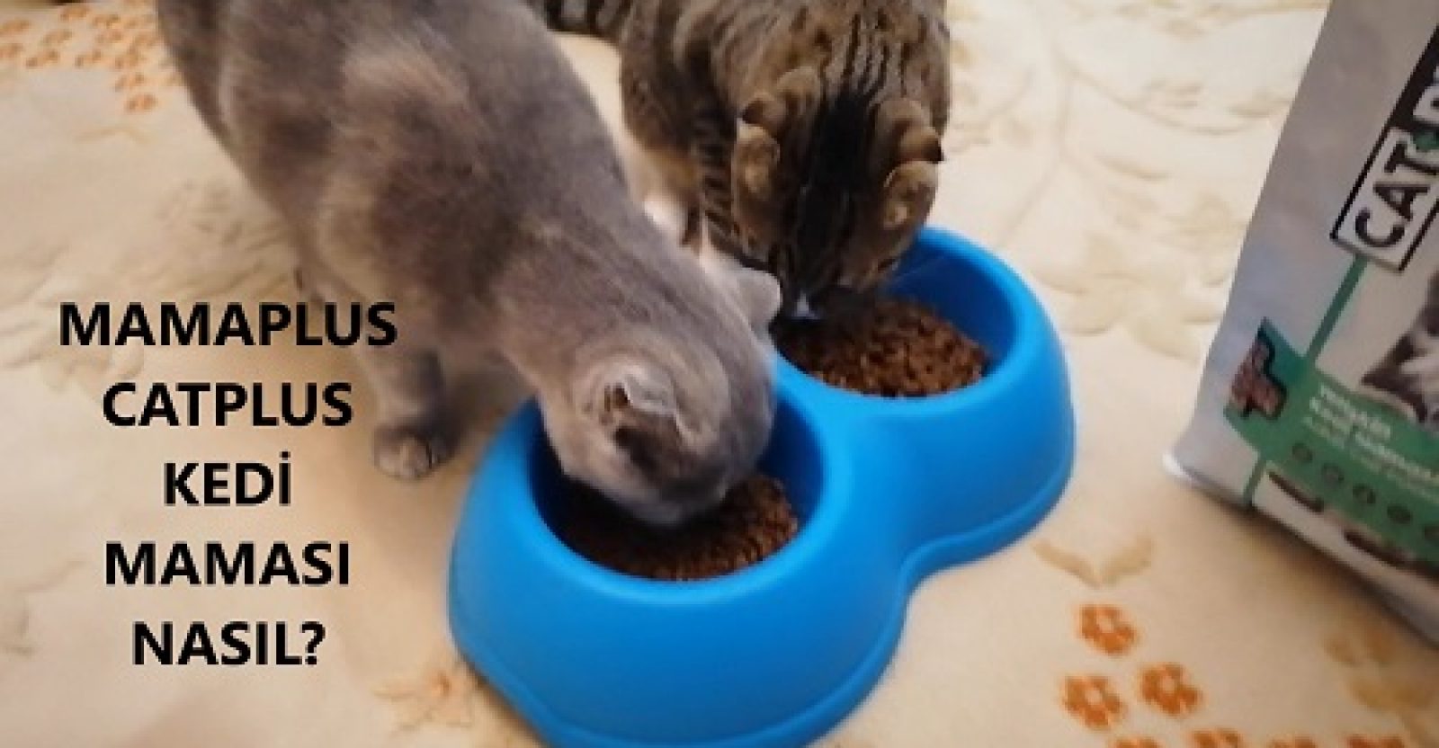 Mamaplus Kedi Maması (Catplus) Nasıl? 2 Aylık Kullanım Deneyimim