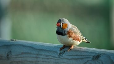 DOES ZEBRA FINCH LIVE WITH OTHER BIRDS? HOW SHOULD THEY CAGE BE? HOW DOES IT SING?