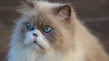 Kedilerin Tüy Dökmemesi İçin 6 Adım – Dökülmeyi Azaltmak İçin Öneriler