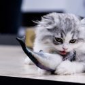 Kediler Ton Balığı Yer mi? Kediler Hakkında Sık Sorulanlar-2