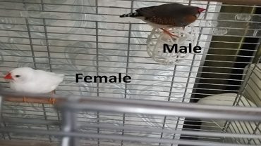 How to understand the zebra finch gender? How much are their prices? Why do they die?