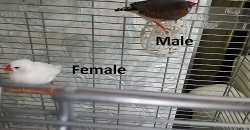 How to understand the zebra finch gender? How much are their prices? Why do they die?