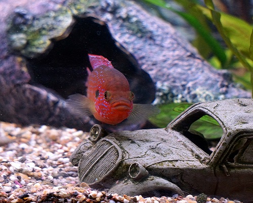 Kırmızı mücevher ciklet balığı