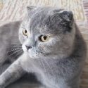 5 Maddede Kedim Hamile mi Anlayalım – Kedilerde Hamilelik Belirtileri