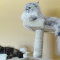 Kedi Tırmalama Tahtası Nasıl Olmalı? Kediler Tırmalama Tahtasına Nasıl Alıştırılır?