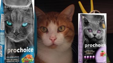 Pro Choice Kedi Mama İncelemesi Yorum – Ev Kedilerine Verilir mi?