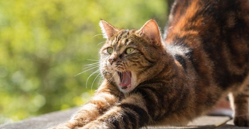 Erkek Kediler Hakkında 14 Şaşırtıcı Gerçek – Dişilerle Farkları