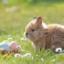 Tavşanlar Ne Yer – Neyle Beslenir?
