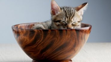 Kediler Sıkılır mı? | 8 Maddede Belirtileri ve Çok Basit Çözüm Yolları