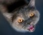 Kedilerin Çıkardığı Seslerin Anlamları | 9 Garip Ses ve Anlamı