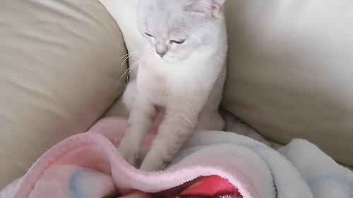 kediler neden patileriyle masaj yapar
kediler neden battaniyeye masaj yapar
kediler yoğurma hareketini neden yapar
erkek kediler neden masaj yapar
