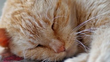 Kedim Benimle Uyumak İstiyor | Zararları ve Faydaları