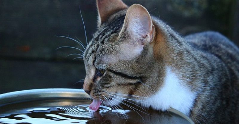 Kedim Az Su İçiyor Ne Yapmalıyım?